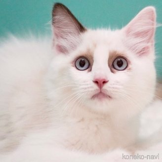 販売中の東京都のラグドール-114563の9枚目
